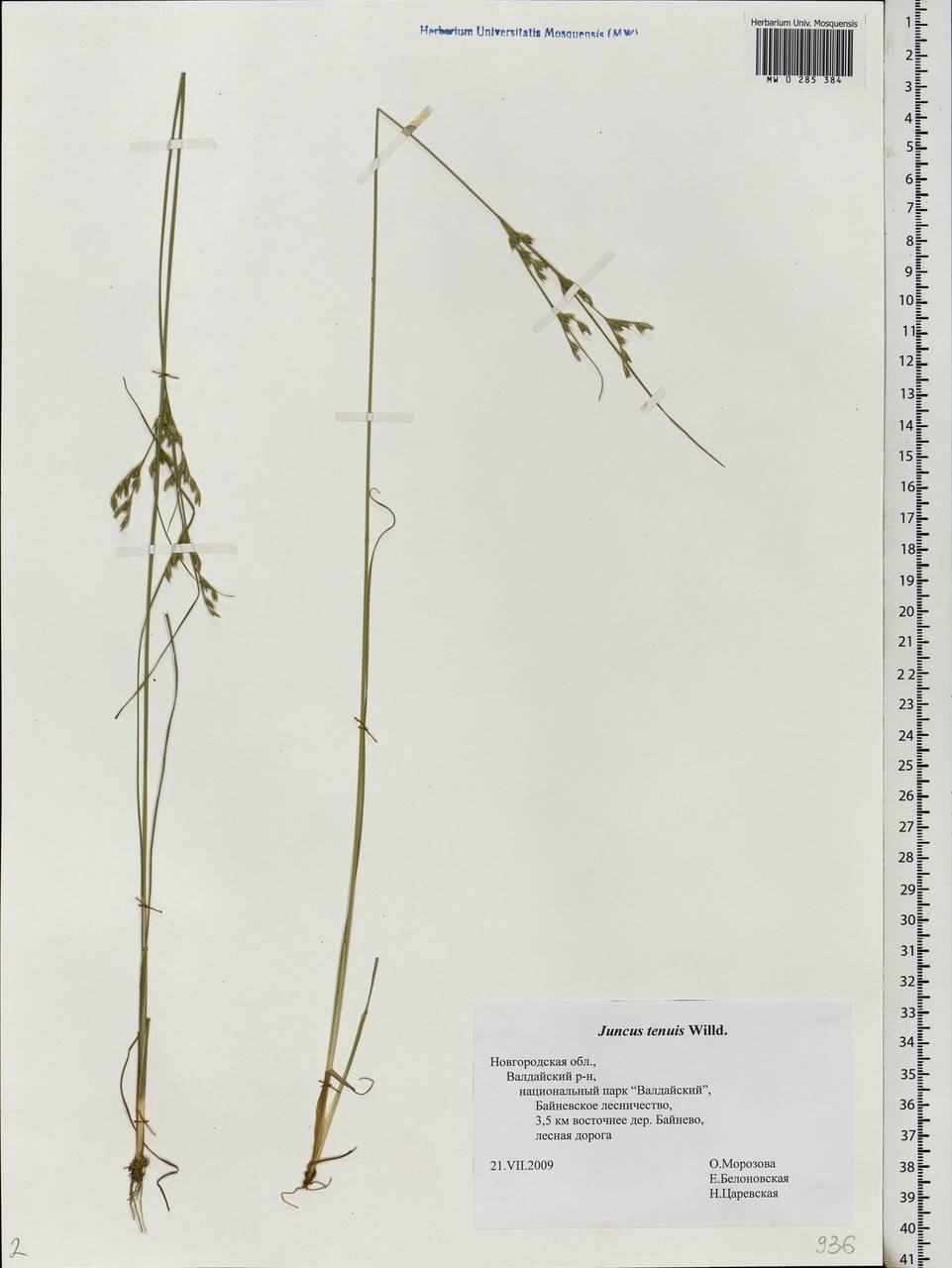 Juncus tenuis Willd., Eastern Europe, North-Western region (E2) (Russia)
