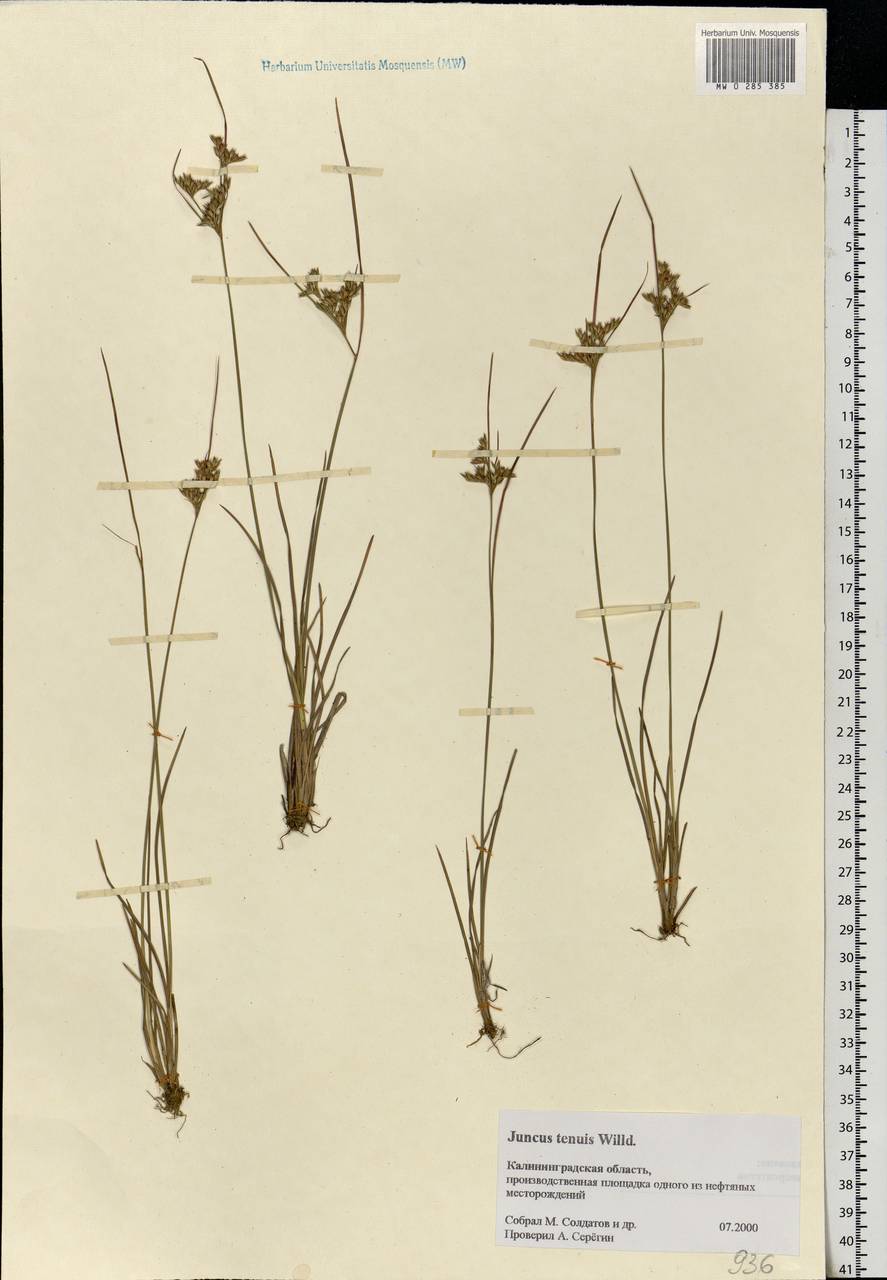 Juncus tenuis Willd., Eastern Europe, North-Western region (E2) (Russia)