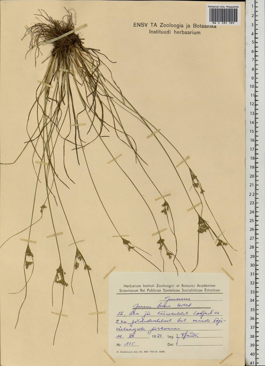 Juncus tenuis Willd., Eastern Europe, Estonia (E2c) (Estonia)