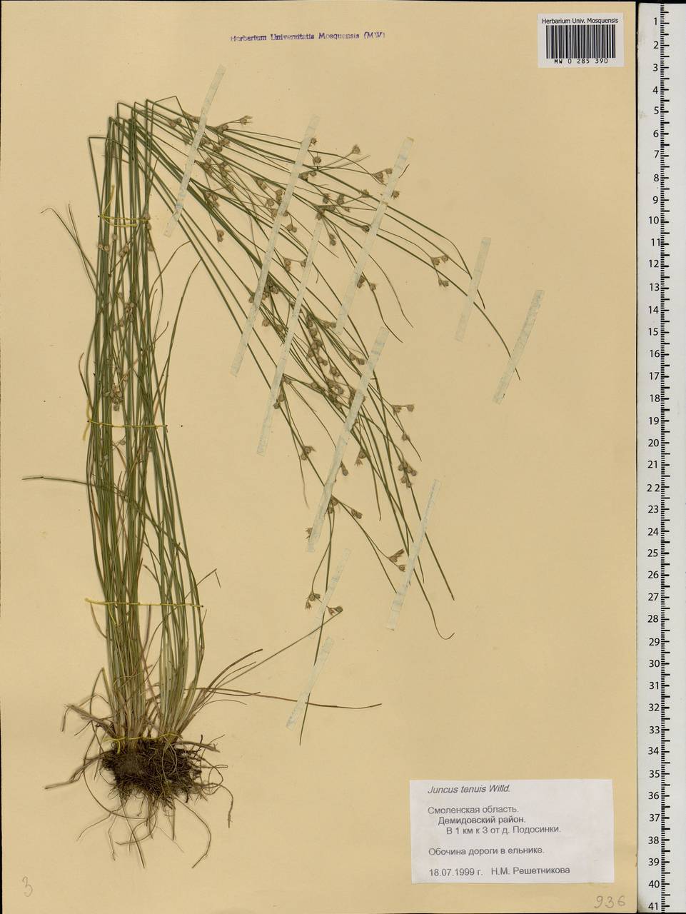 Juncus tenuis Willd., Eastern Europe, Western region (E3) (Russia)