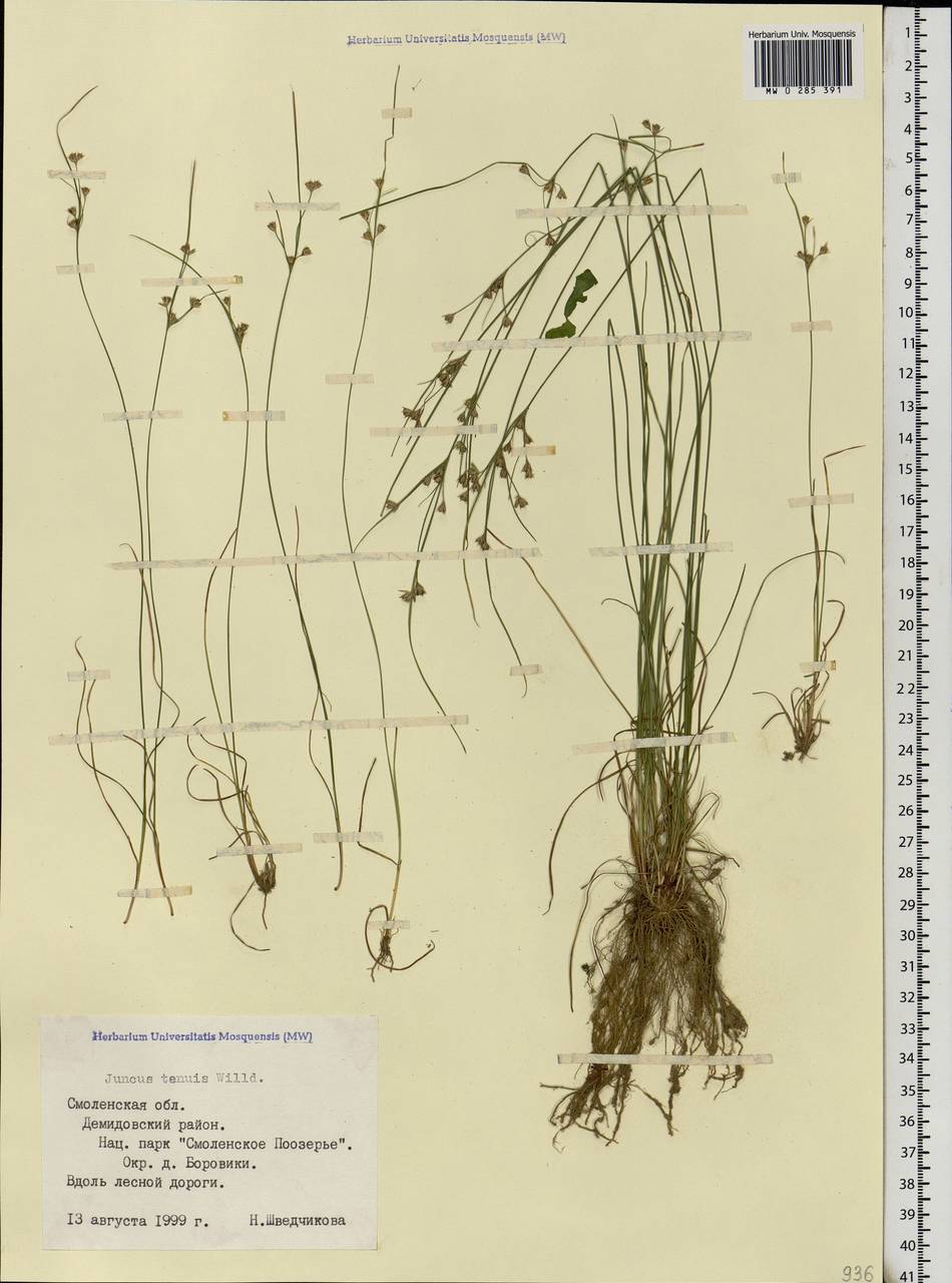 Juncus tenuis Willd., Eastern Europe, Western region (E3) (Russia)