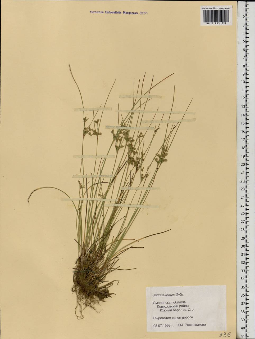 Juncus tenuis Willd., Eastern Europe, Western region (E3) (Russia)