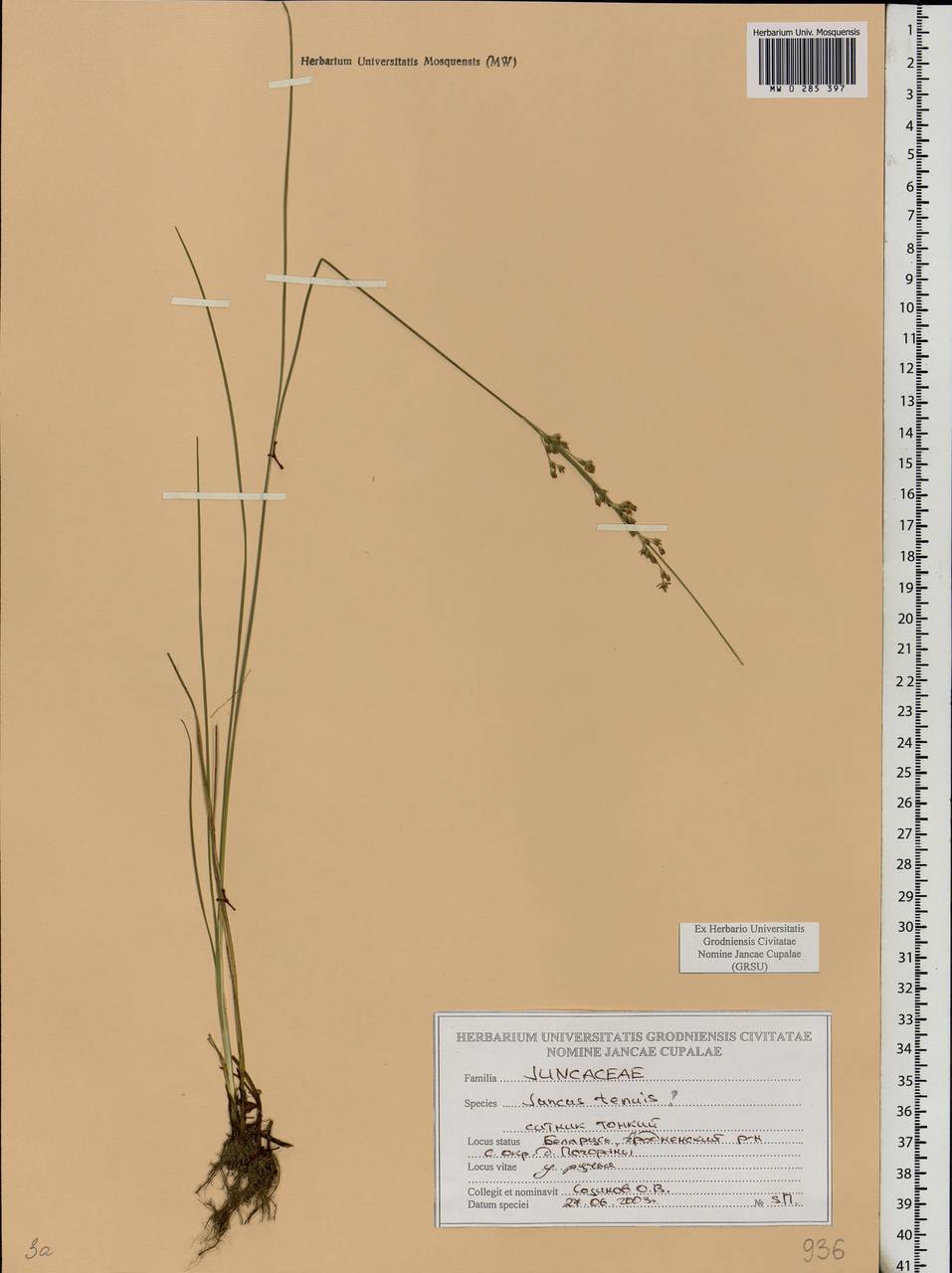 Juncus tenuis Willd., Eastern Europe, Belarus (E3a) (Belarus)