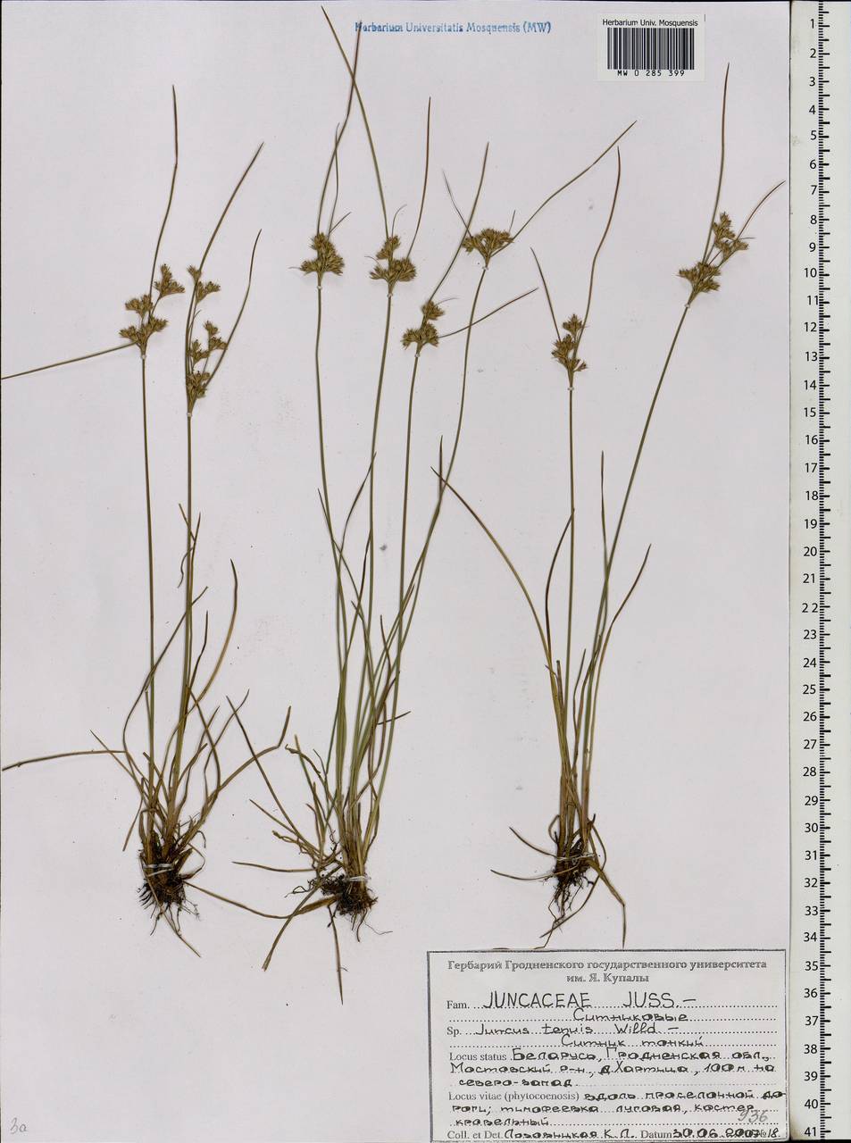 Juncus tenuis Willd., Eastern Europe, Belarus (E3a) (Belarus)