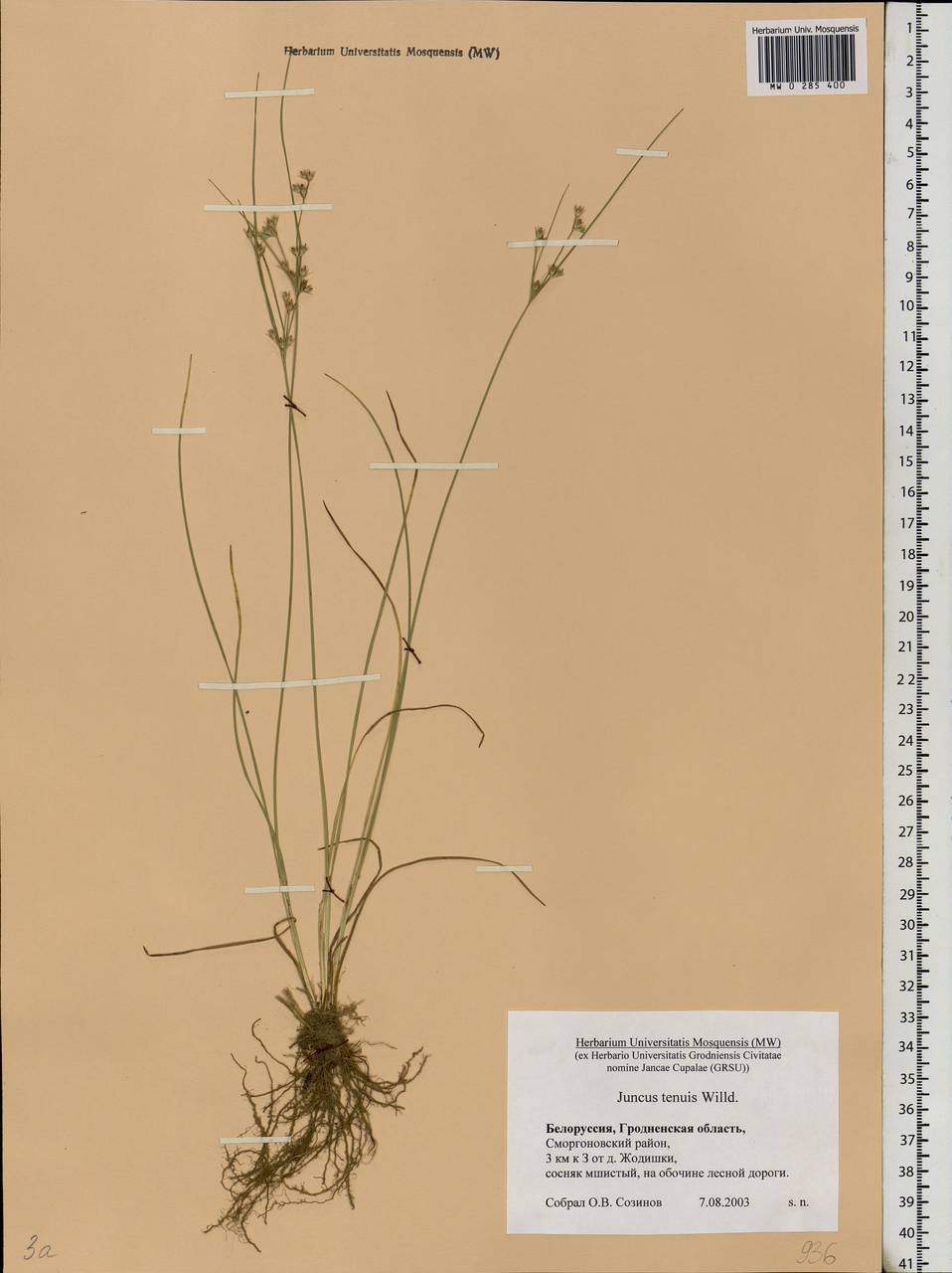 Juncus tenuis Willd., Eastern Europe, Belarus (E3a) (Belarus)