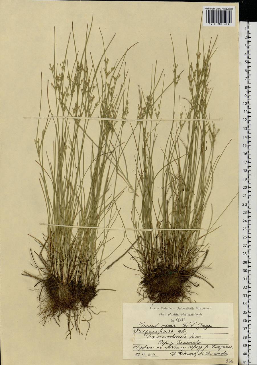 Juncus tenuis Willd., Eastern Europe, Central region (E4) (Russia)