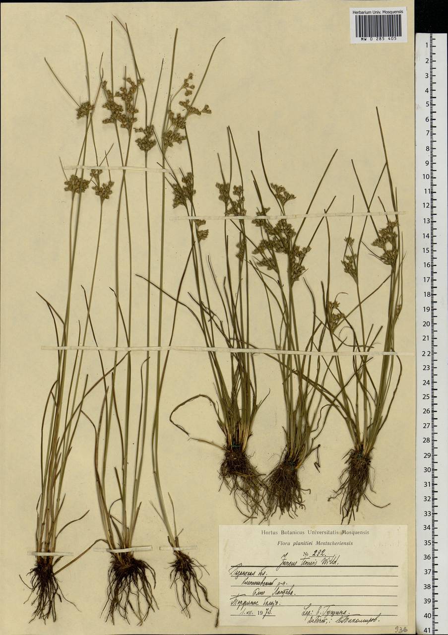 Juncus tenuis Willd., Eastern Europe, Central region (E4) (Russia)