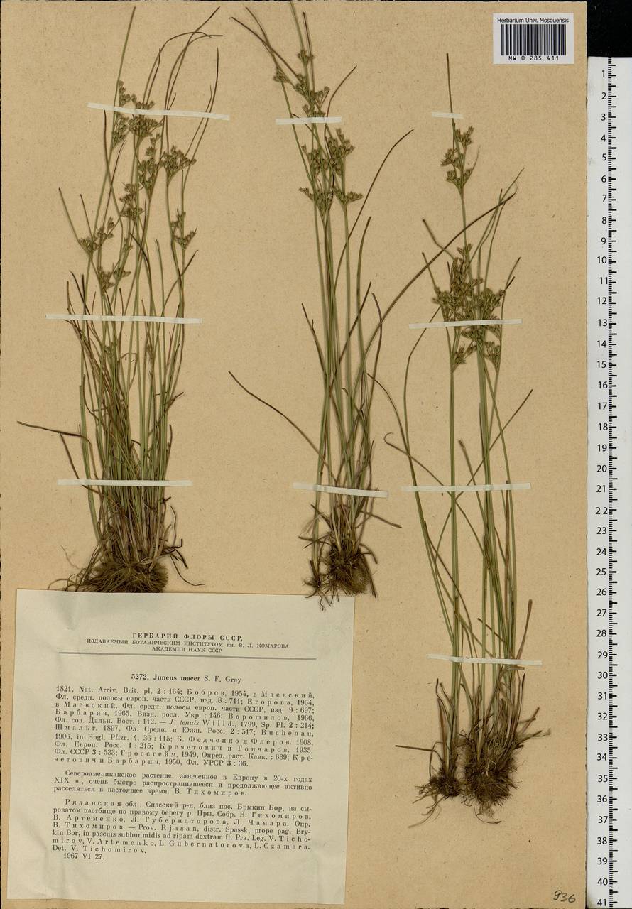 Juncus tenuis Willd., Eastern Europe, Central region (E4) (Russia)