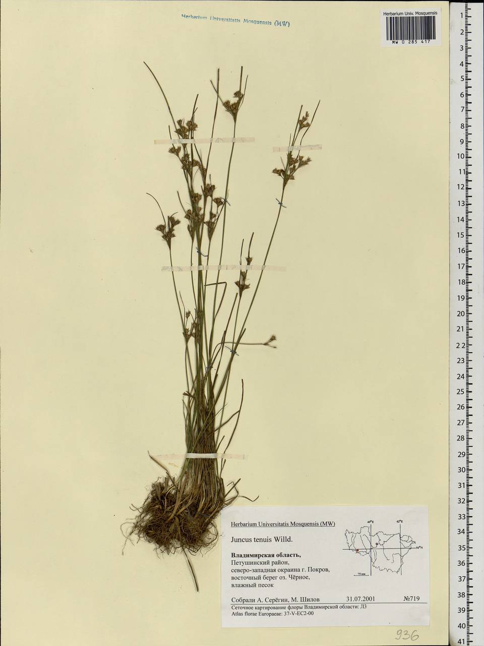 Juncus tenuis Willd., Eastern Europe, Central region (E4) (Russia)