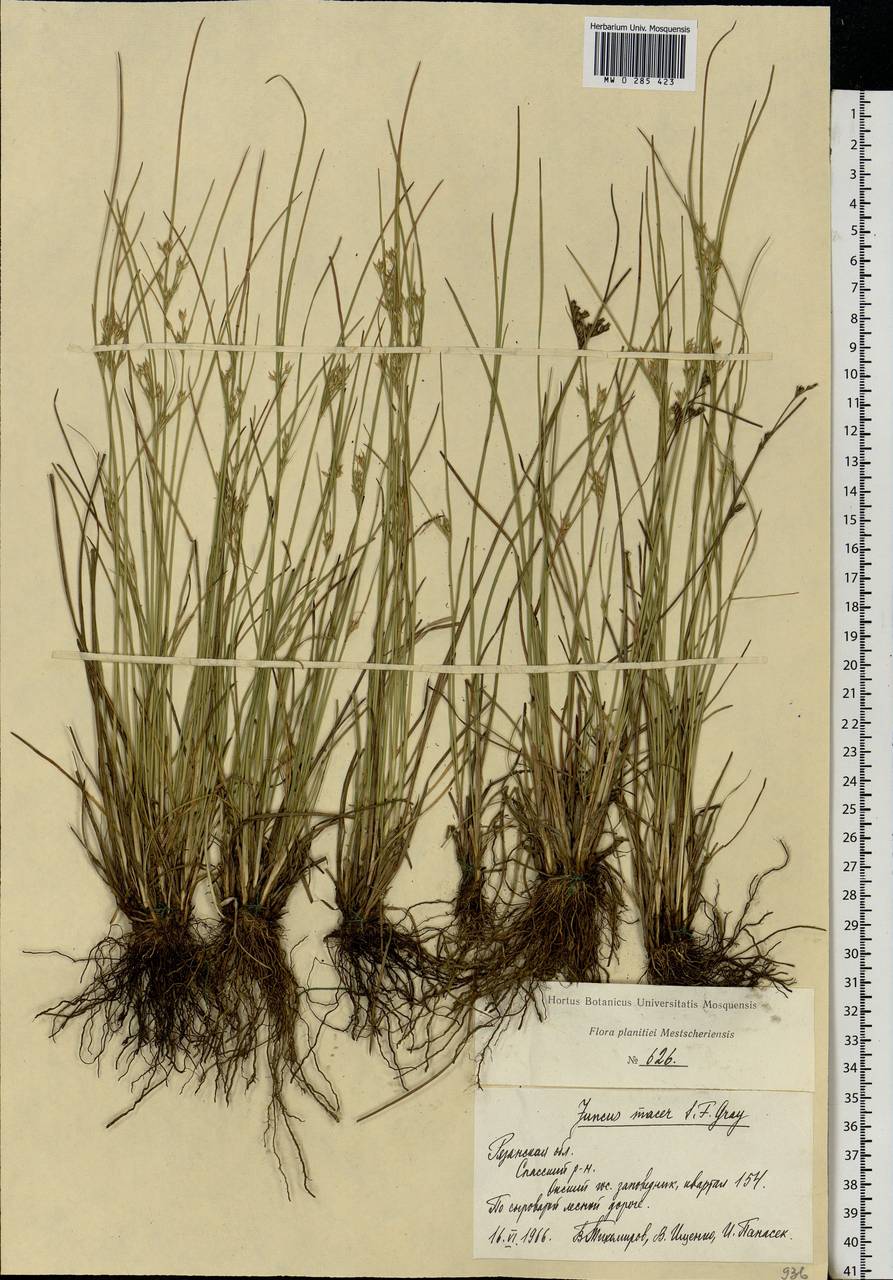 Juncus tenuis Willd., Eastern Europe, Central region (E4) (Russia)