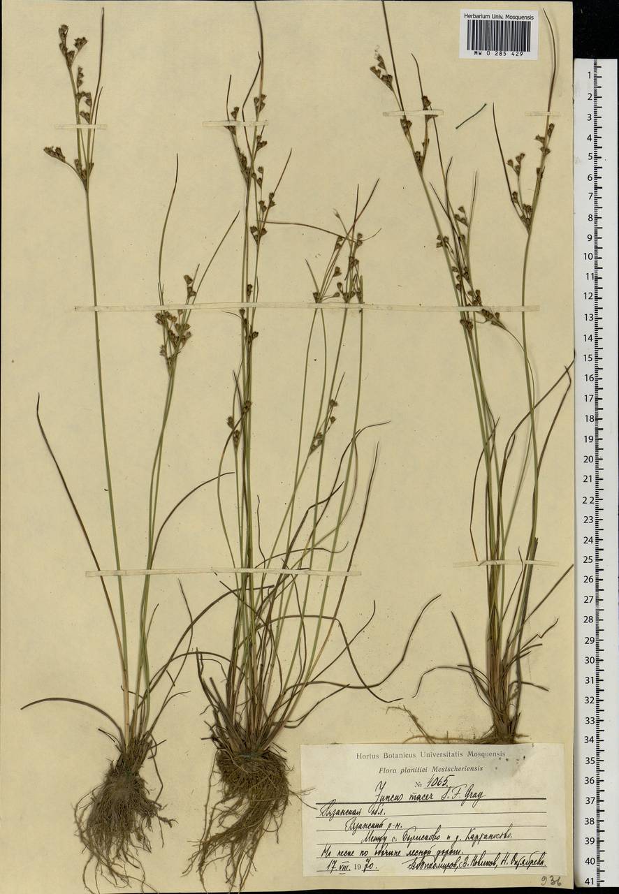 Juncus tenuis Willd., Eastern Europe, Central region (E4) (Russia)