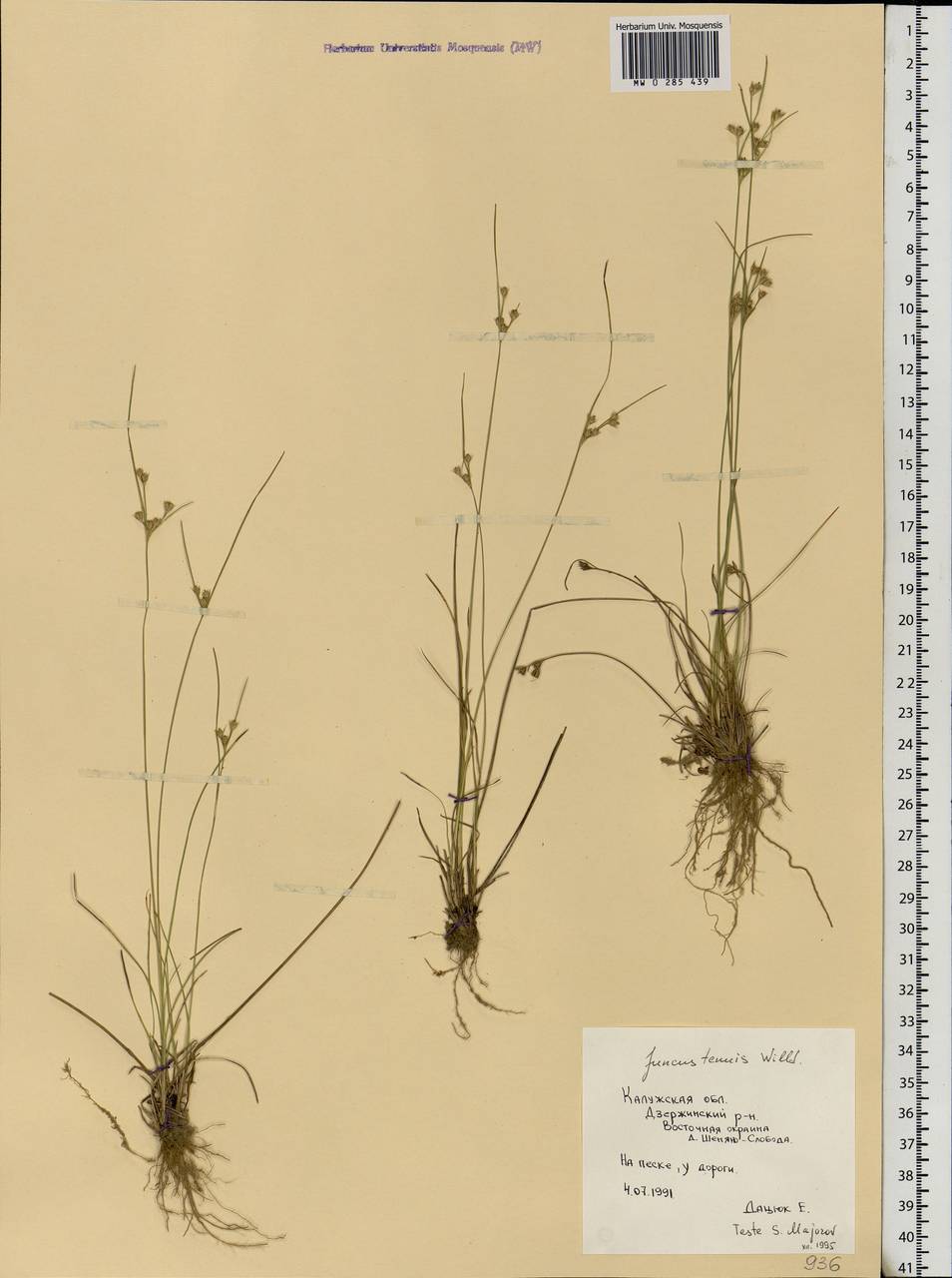 Juncus tenuis Willd., Eastern Europe, Central region (E4) (Russia)