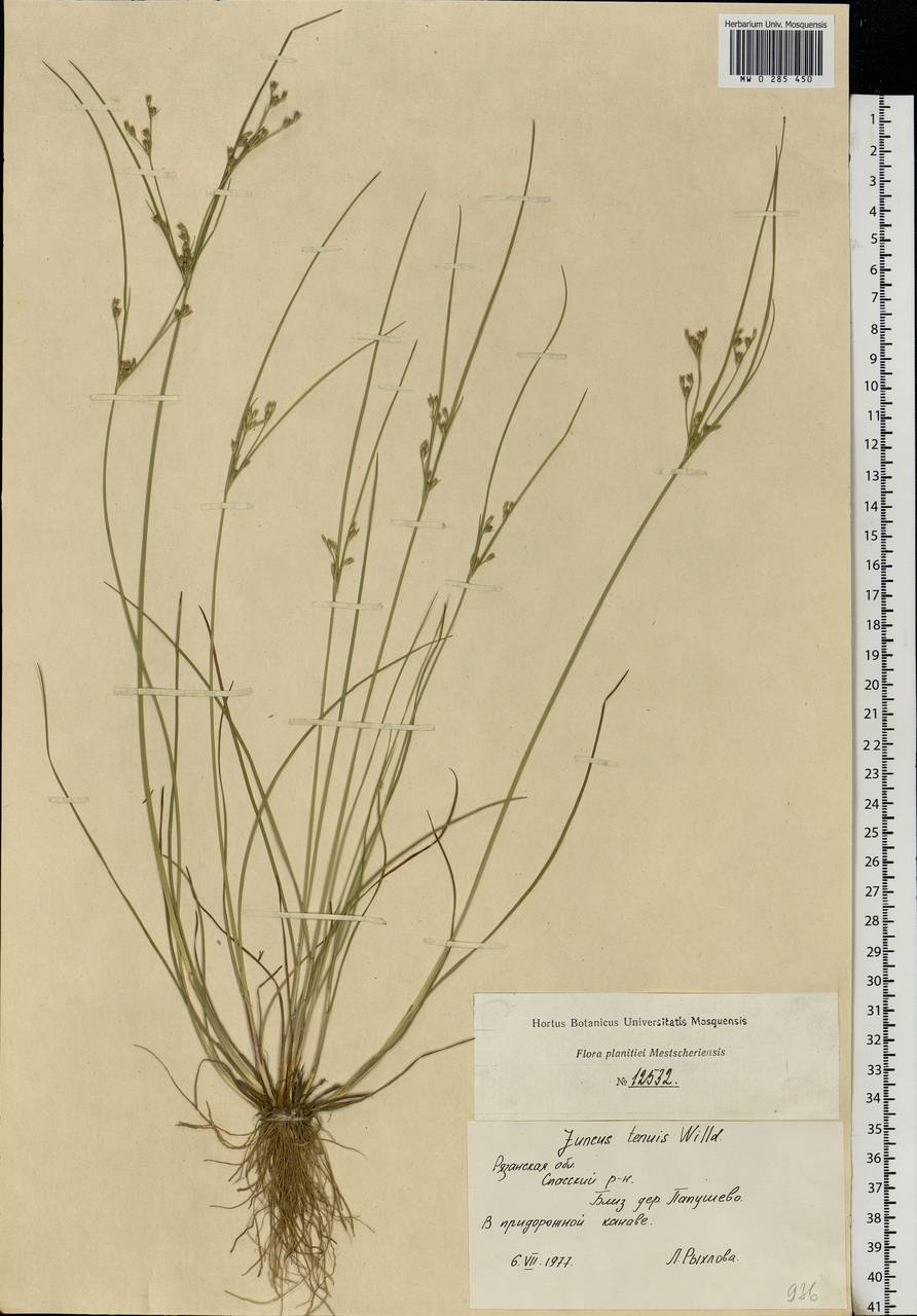 Juncus tenuis Willd., Eastern Europe, Central region (E4) (Russia)