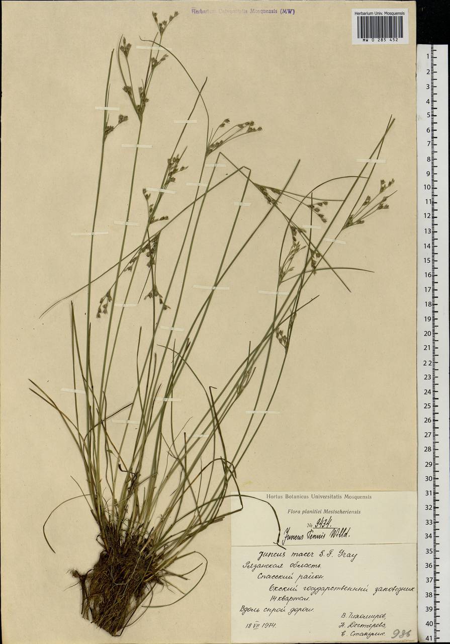 Juncus tenuis Willd., Eastern Europe, Central region (E4) (Russia)
