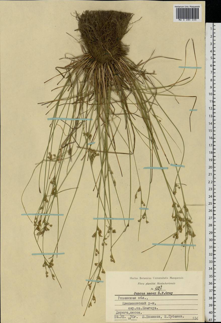 Juncus tenuis Willd., Eastern Europe, Central region (E4) (Russia)