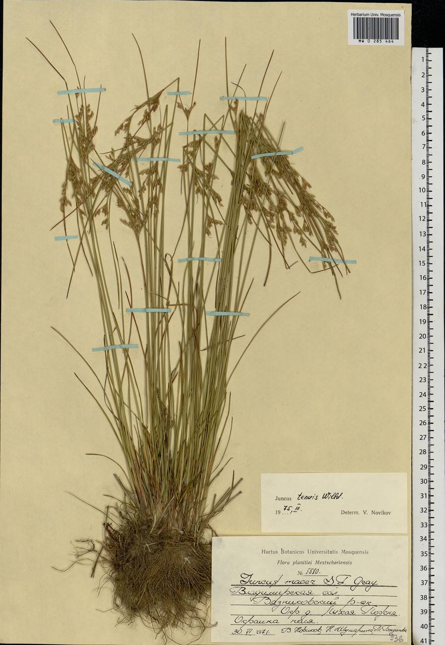 Juncus tenuis Willd., Eastern Europe, Central region (E4) (Russia)