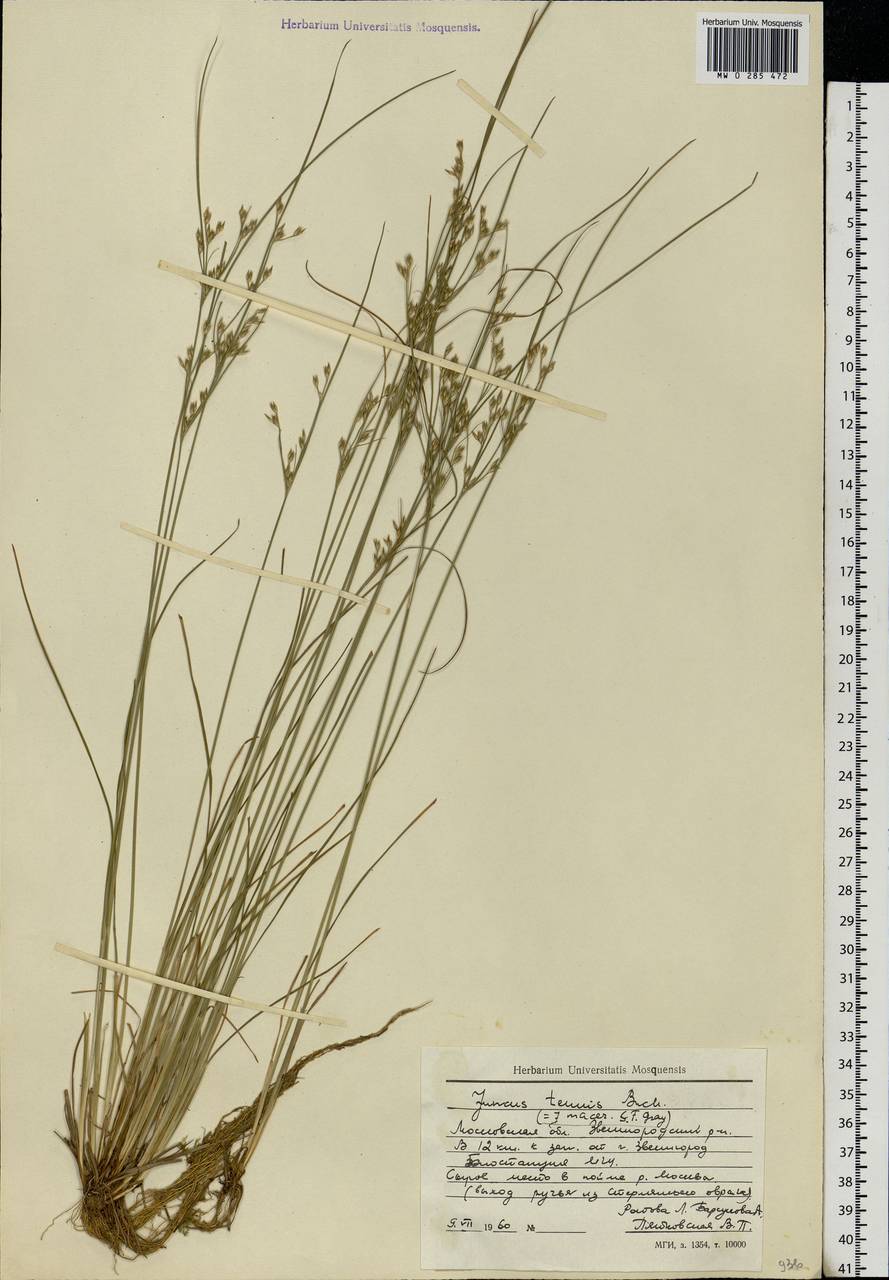 Juncus tenuis Willd., Eastern Europe, Moscow region (E4a) (Russia)