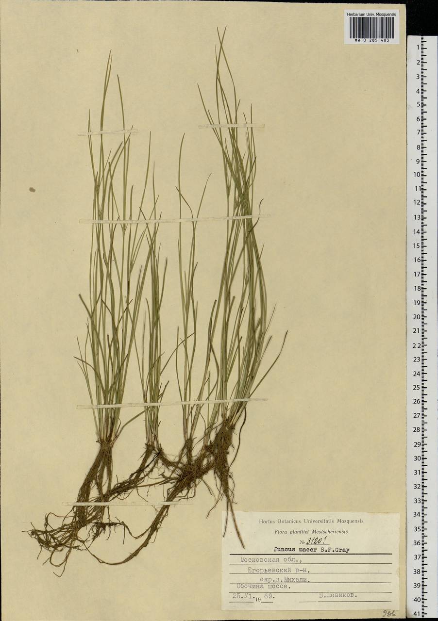 Juncus tenuis Willd., Eastern Europe, Moscow region (E4a) (Russia)