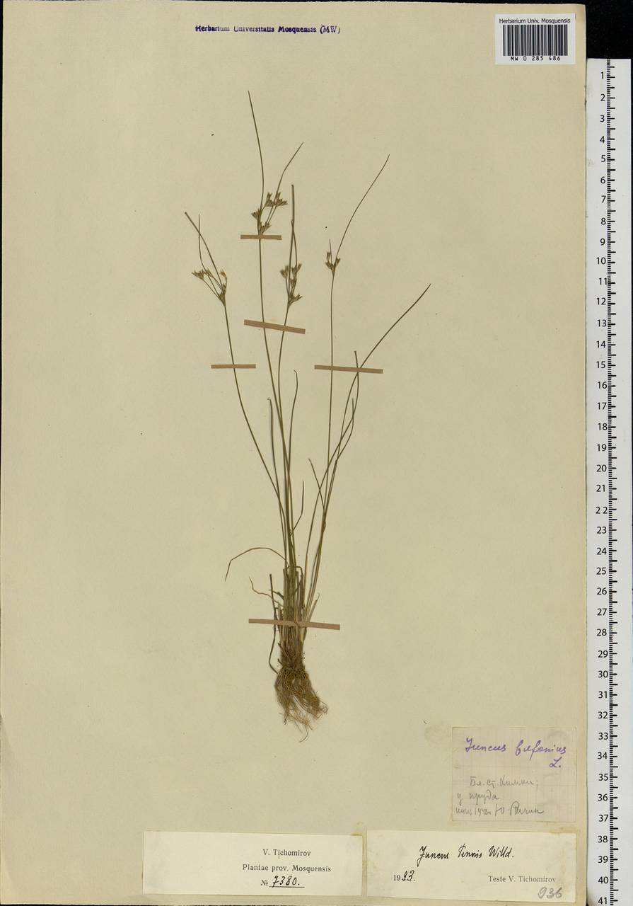 Juncus tenuis Willd., Eastern Europe, Moscow region (E4a) (Russia)