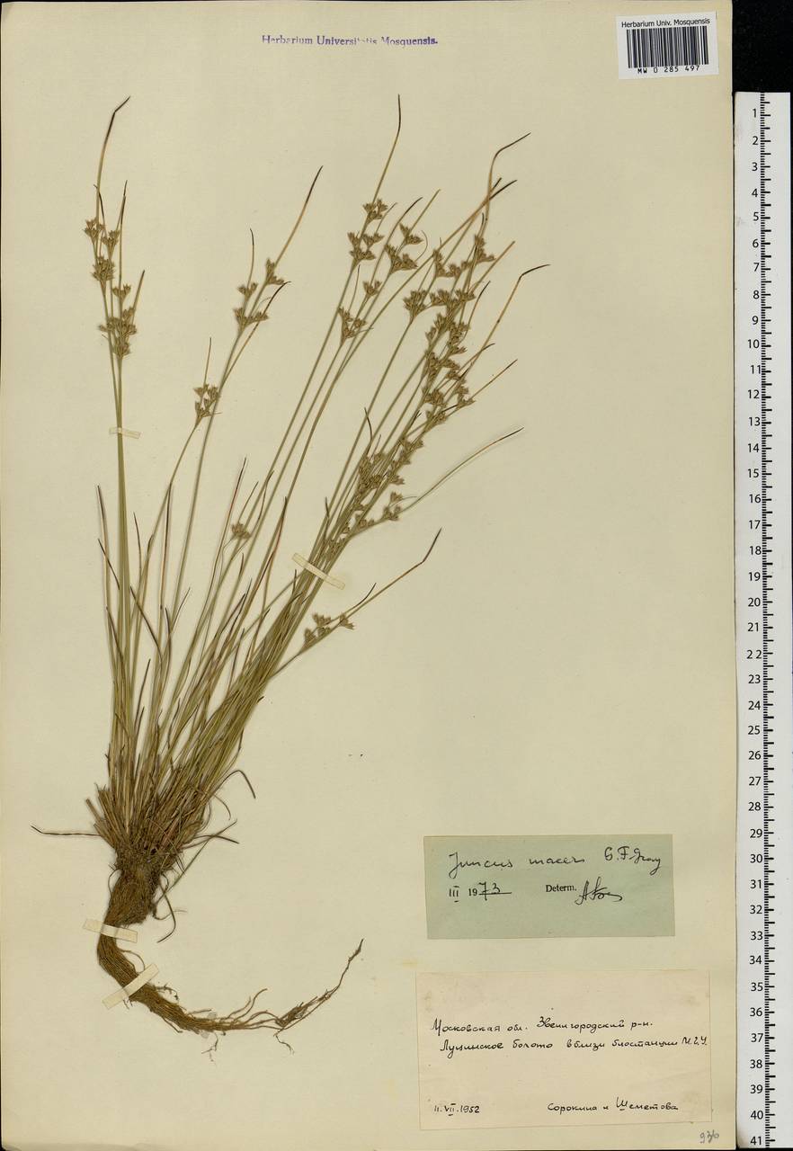 Juncus tenuis Willd., Eastern Europe, Moscow region (E4a) (Russia)
