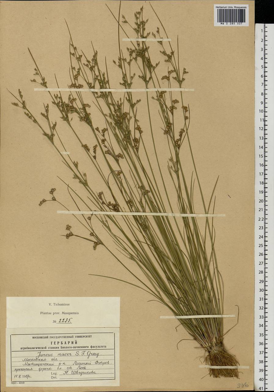 Juncus tenuis Willd., Eastern Europe, Moscow region (E4a) (Russia)