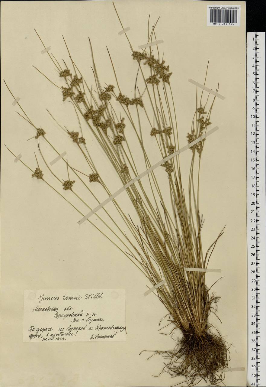 Juncus tenuis Willd., Eastern Europe, Moscow region (E4a) (Russia)