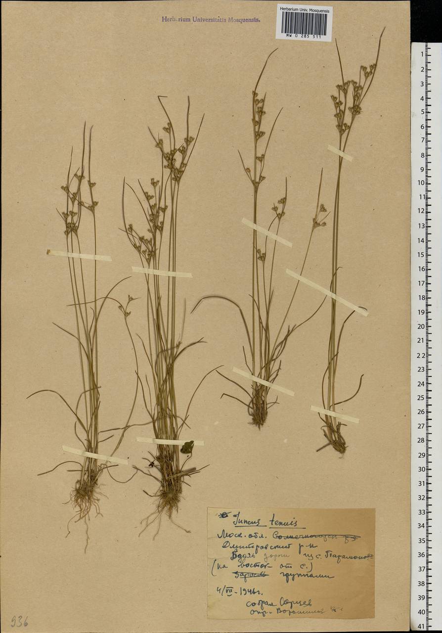Juncus tenuis Willd., Eastern Europe, Moscow region (E4a) (Russia)