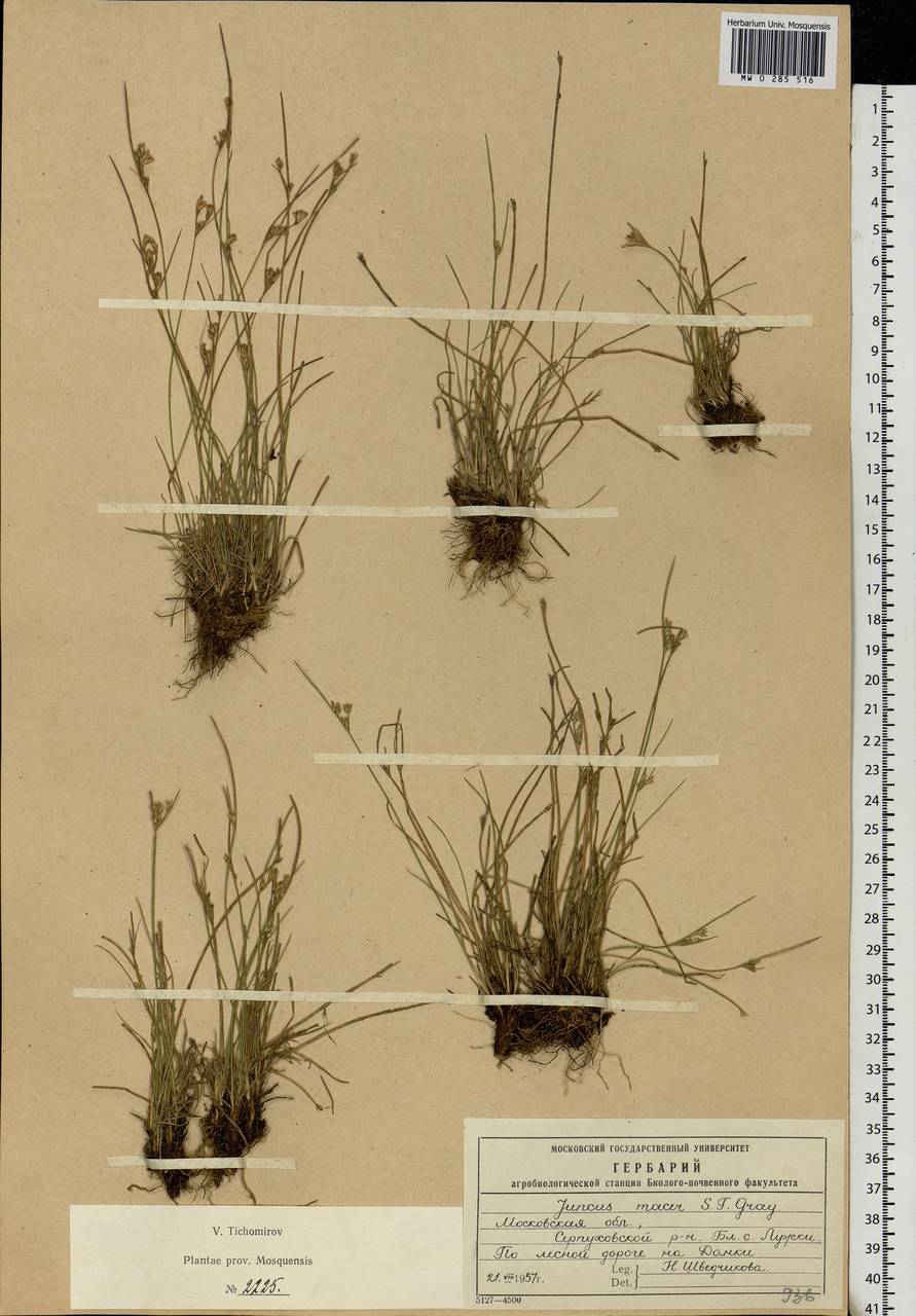 Juncus tenuis Willd., Eastern Europe, Moscow region (E4a) (Russia)