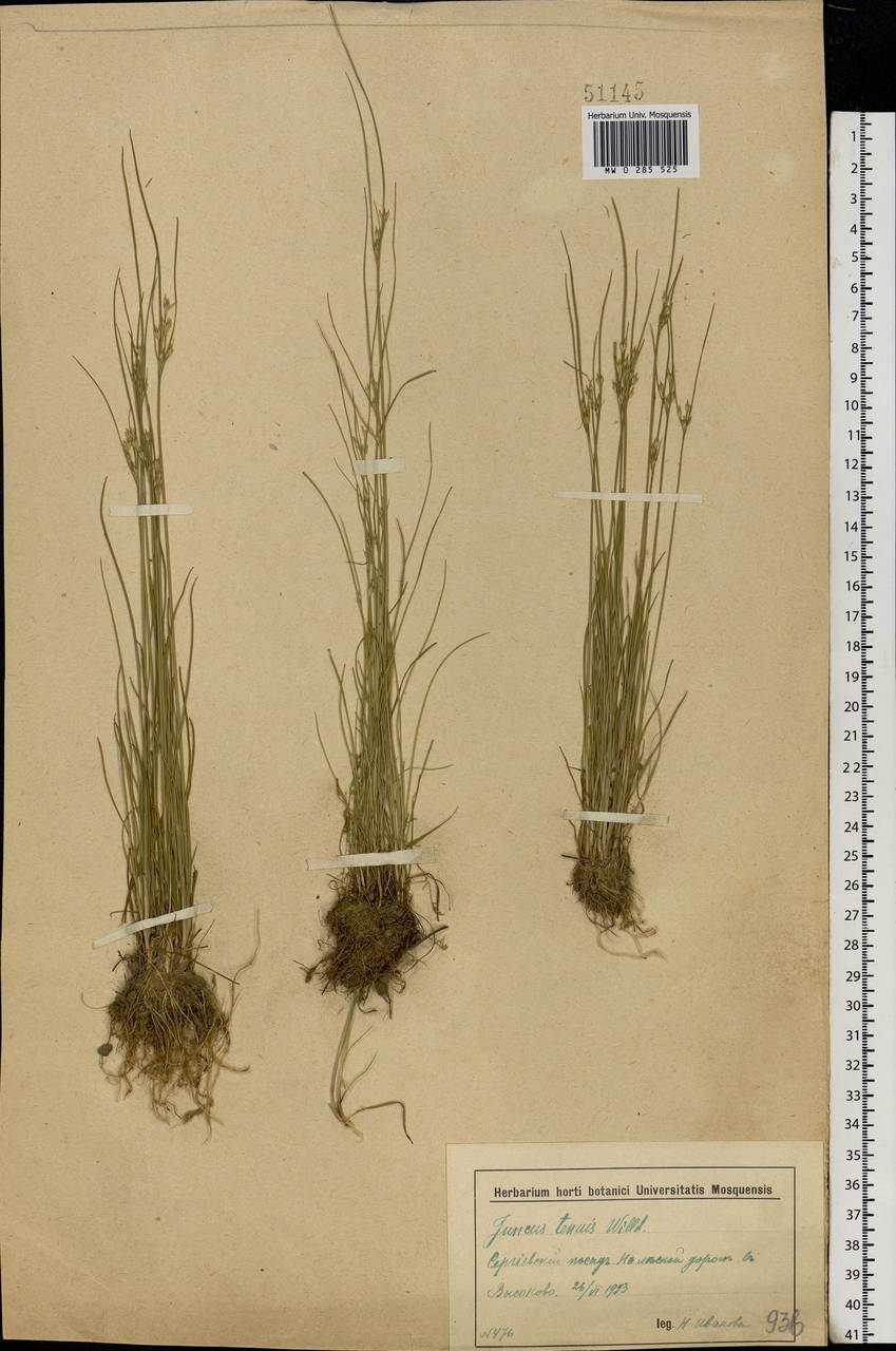 Juncus tenuis Willd., Eastern Europe, Moscow region (E4a) (Russia)