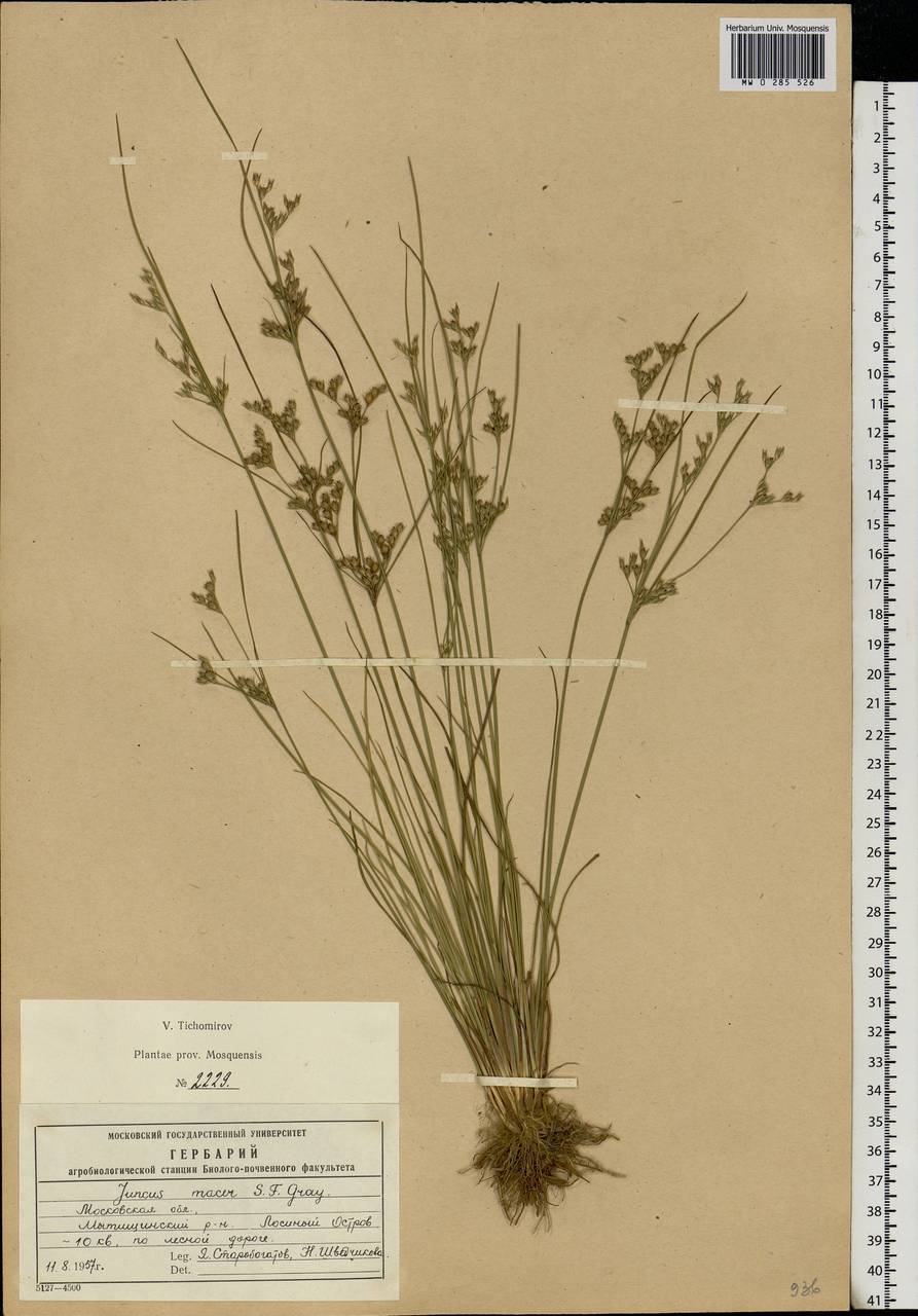 Juncus tenuis Willd., Eastern Europe, Moscow region (E4a) (Russia)