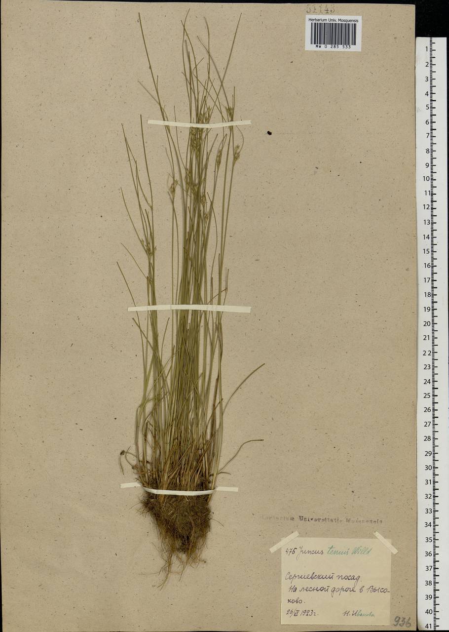 Juncus tenuis Willd., Eastern Europe, Moscow region (E4a) (Russia)