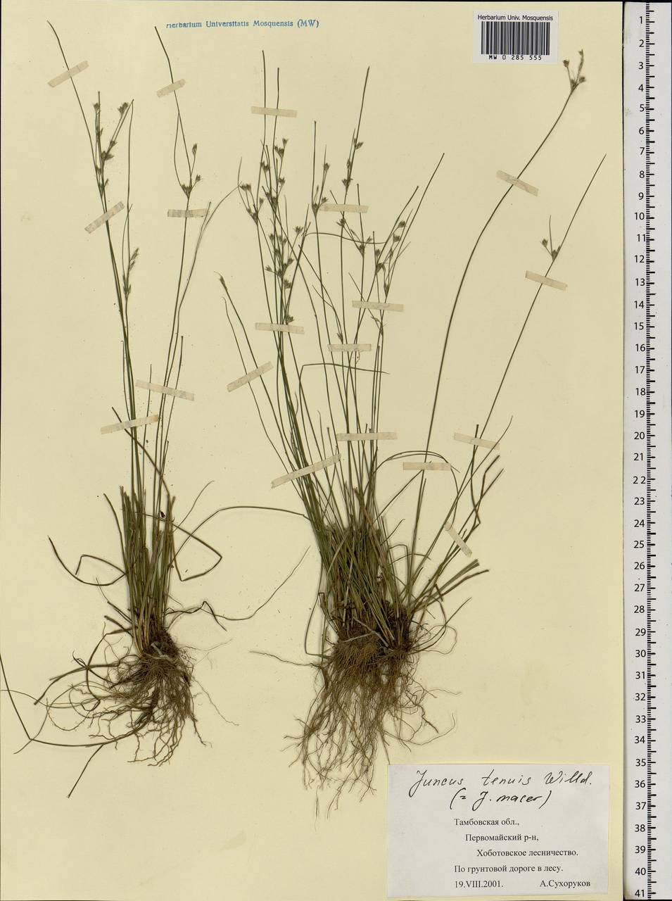Juncus tenuis Willd., Eastern Europe, Central forest-and-steppe region (E6) (Russia)
