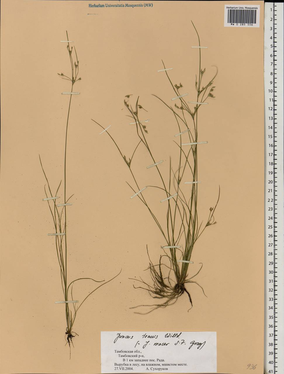 Juncus tenuis Willd., Eastern Europe, Central forest-and-steppe region (E6) (Russia)