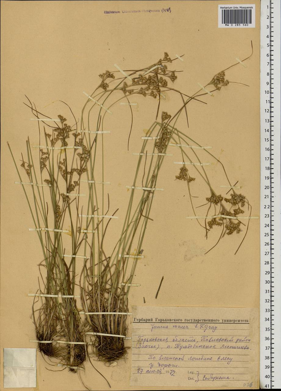 Juncus tenuis Willd., Eastern Europe, Volga-Kama region (E7) (Russia)