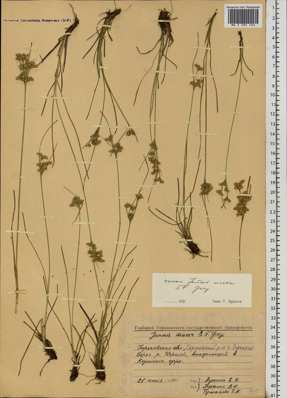 Juncus tenuis Willd., Eastern Europe, Volga-Kama region (E7) (Russia)