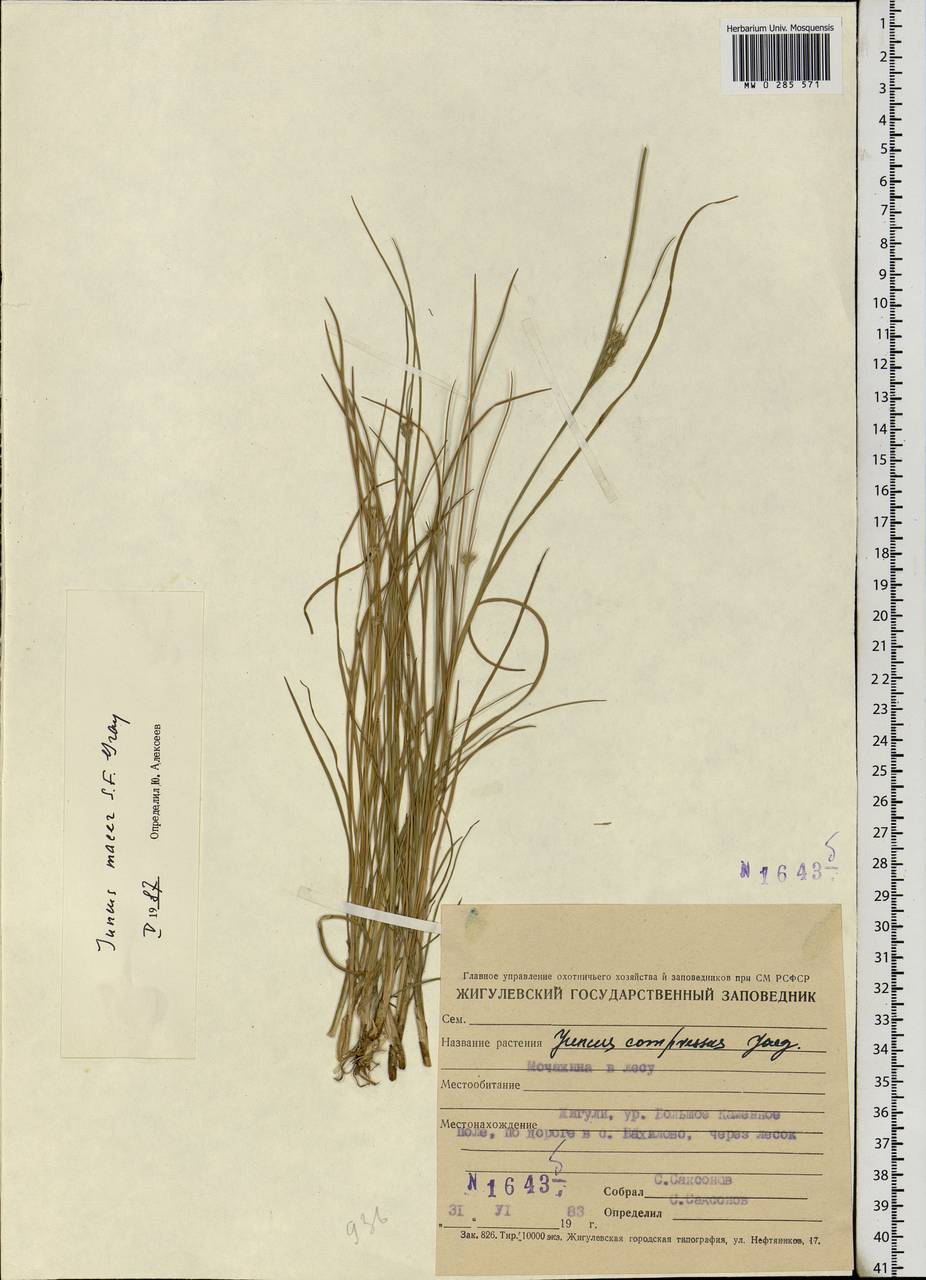Juncus tenuis Willd., Eastern Europe, Middle Volga region (E8) (Russia)