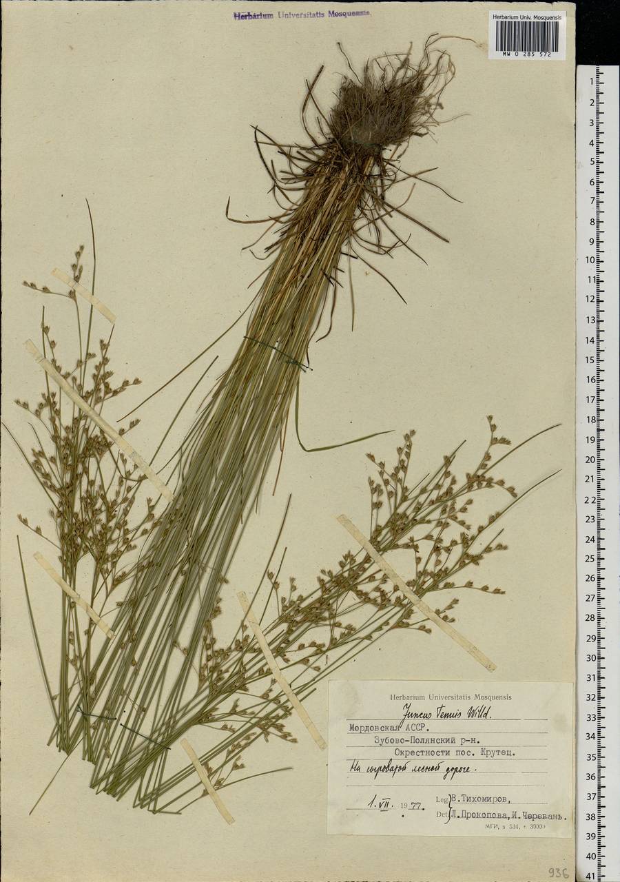 Juncus tenuis Willd., Eastern Europe, Middle Volga region (E8) (Russia)