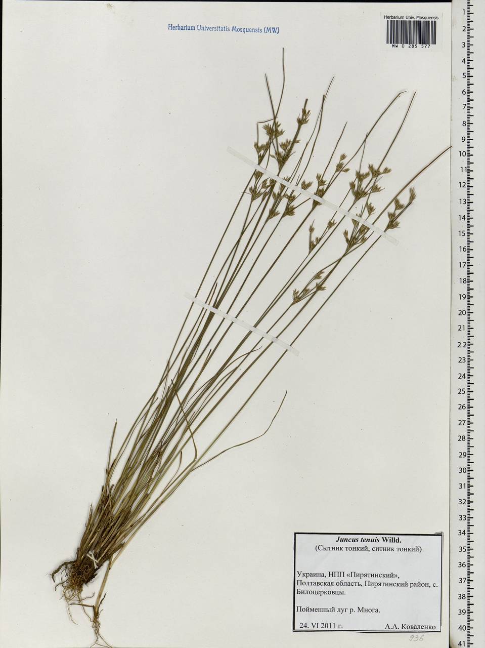 Juncus tenuis Willd., Eastern Europe, North Ukrainian region (E11) (Ukraine)