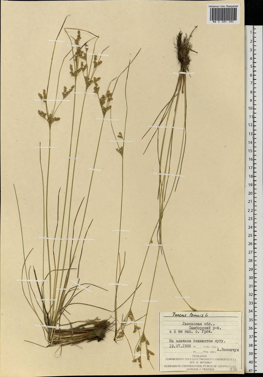 Juncus tenuis Willd., Eastern Europe, West Ukrainian region (E13) (Ukraine)