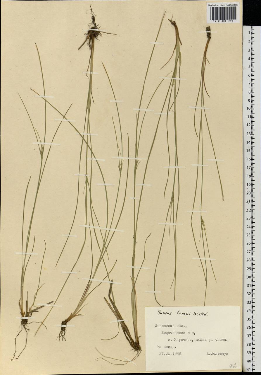 Juncus tenuis Willd., Eastern Europe, West Ukrainian region (E13) (Ukraine)