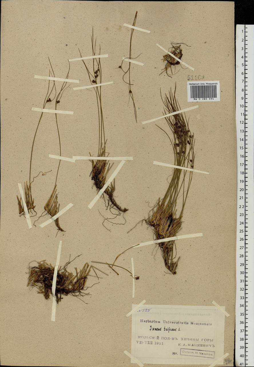 Oreojuncus trifidus (L.) Záv. Drábk. & Kirschner, Eastern Europe, Northern region (E1) (Russia)