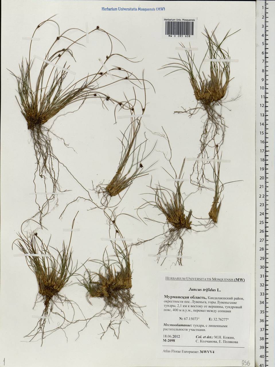 Oreojuncus trifidus (L.) Záv. Drábk. & Kirschner, Eastern Europe, Northern region (E1) (Russia)