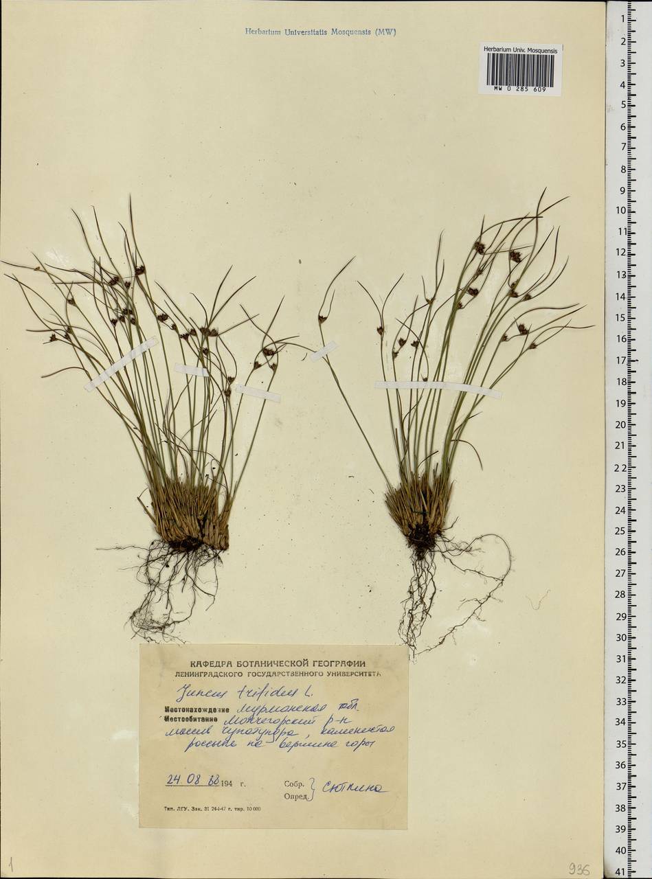 Oreojuncus trifidus (L.) Záv. Drábk. & Kirschner, Eastern Europe, Northern region (E1) (Russia)