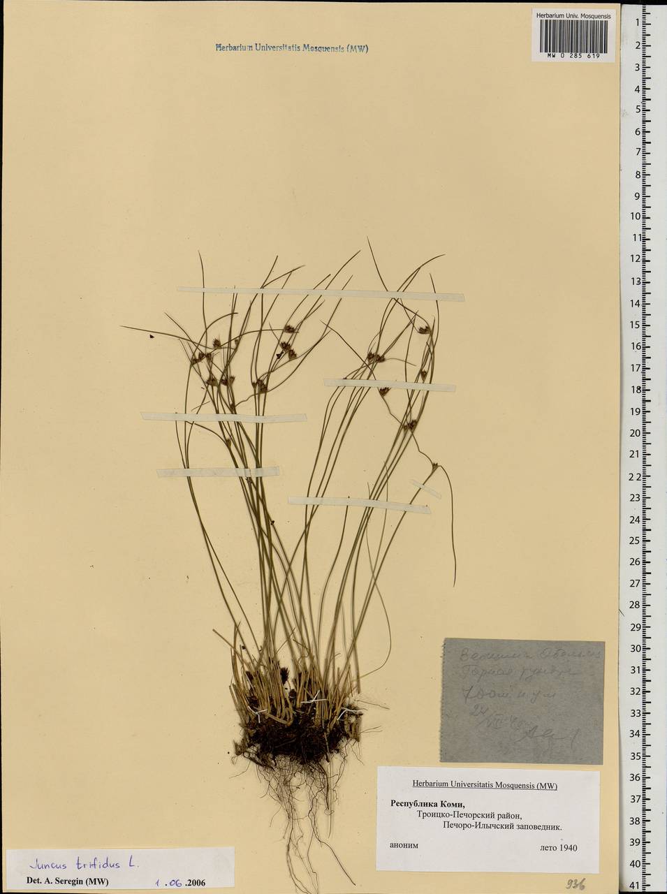 Oreojuncus trifidus (L.) Záv. Drábk. & Kirschner, Eastern Europe, Northern region (E1) (Russia)