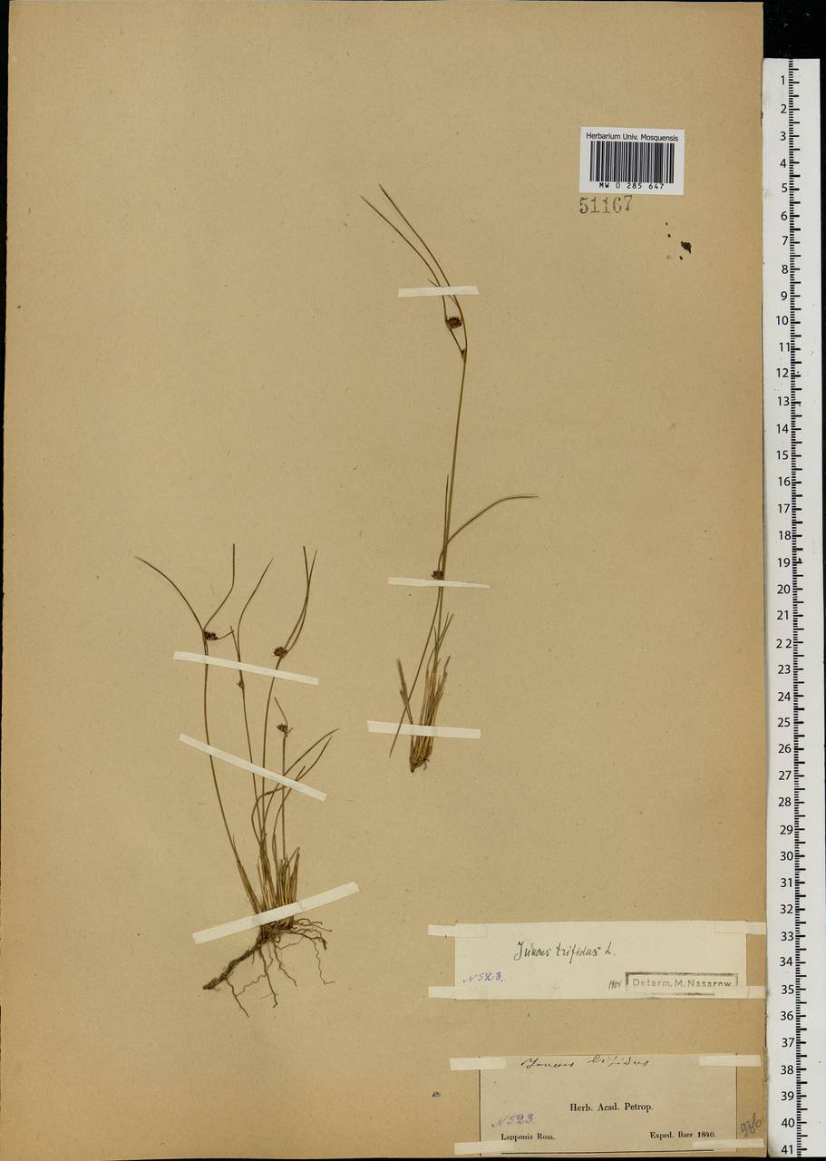 Oreojuncus trifidus (L.) Záv.Drábk. & Kirschner, Eastern Europe, Northern region (E1) (Russia)