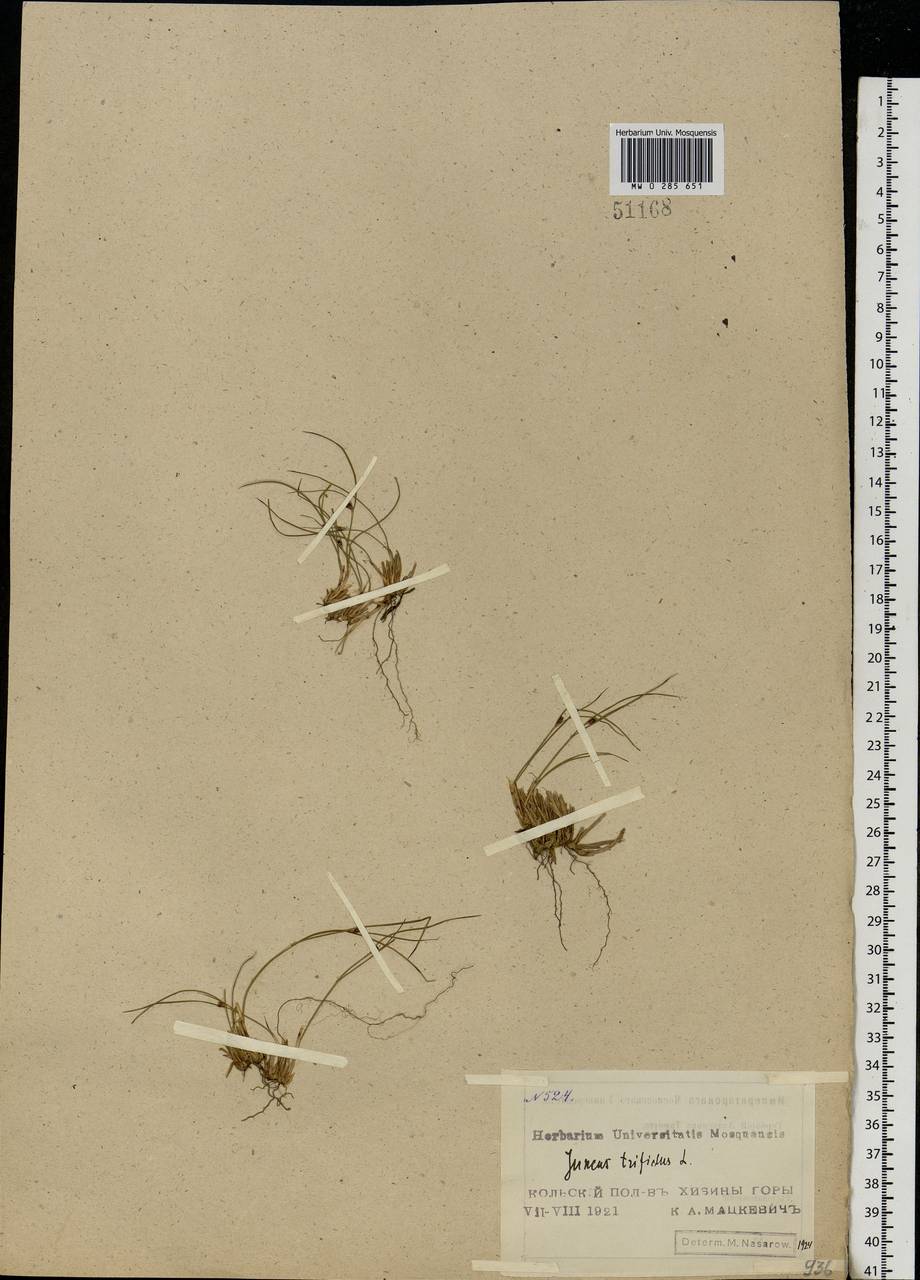 Oreojuncus trifidus (L.) Záv. Drábk. & Kirschner, Eastern Europe, Northern region (E1) (Russia)