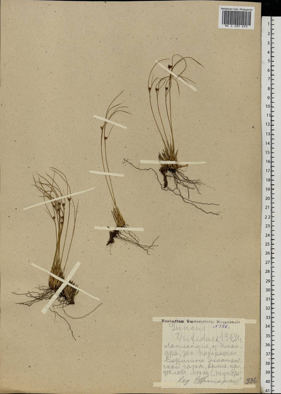 Oreojuncus trifidus (L.) Záv.Drábk. & Kirschner, Eastern Europe, Northern region (E1) (Russia)