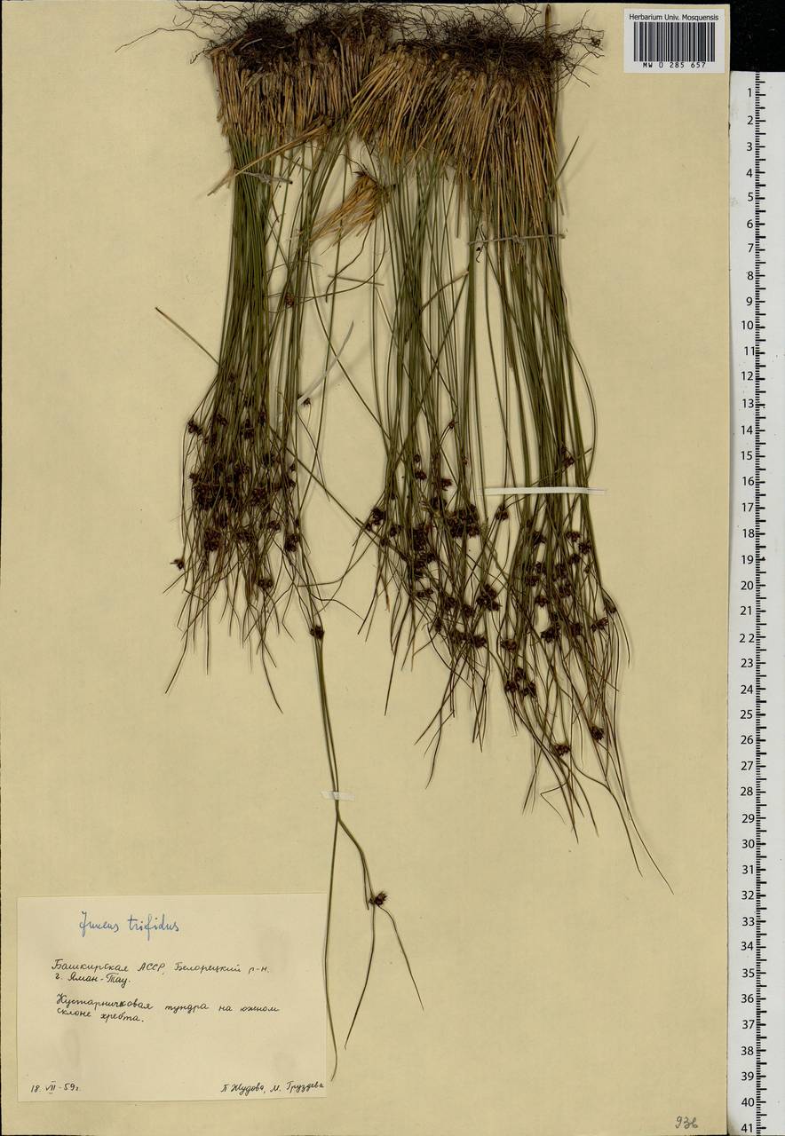 Oreojuncus trifidus (L.) Záv. Drábk. & Kirschner, Eastern Europe, Eastern region (E10) (Russia)