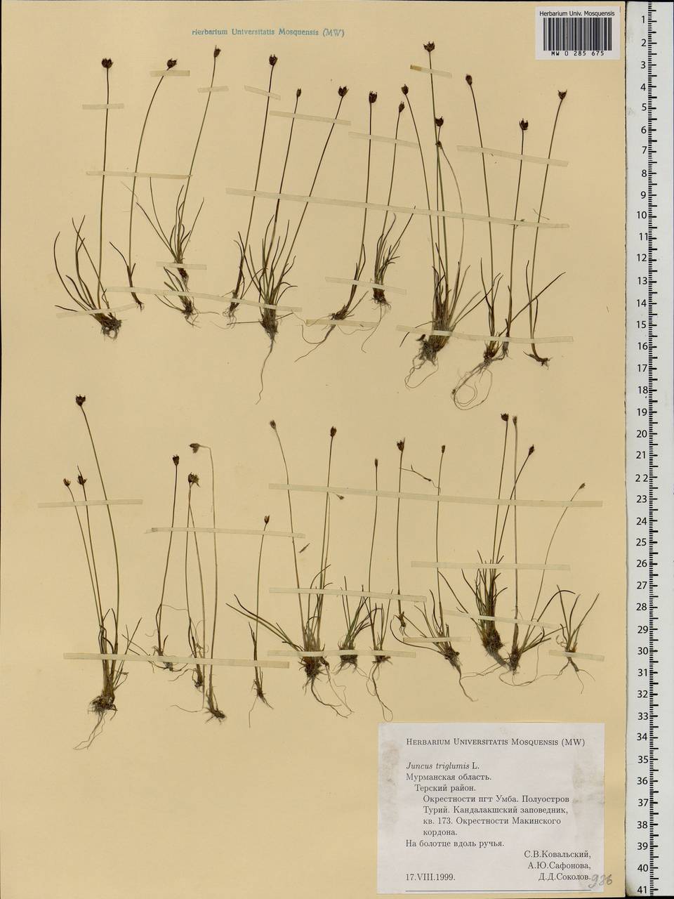 Juncus triglumis L., Eastern Europe, Northern region (E1) (Russia)