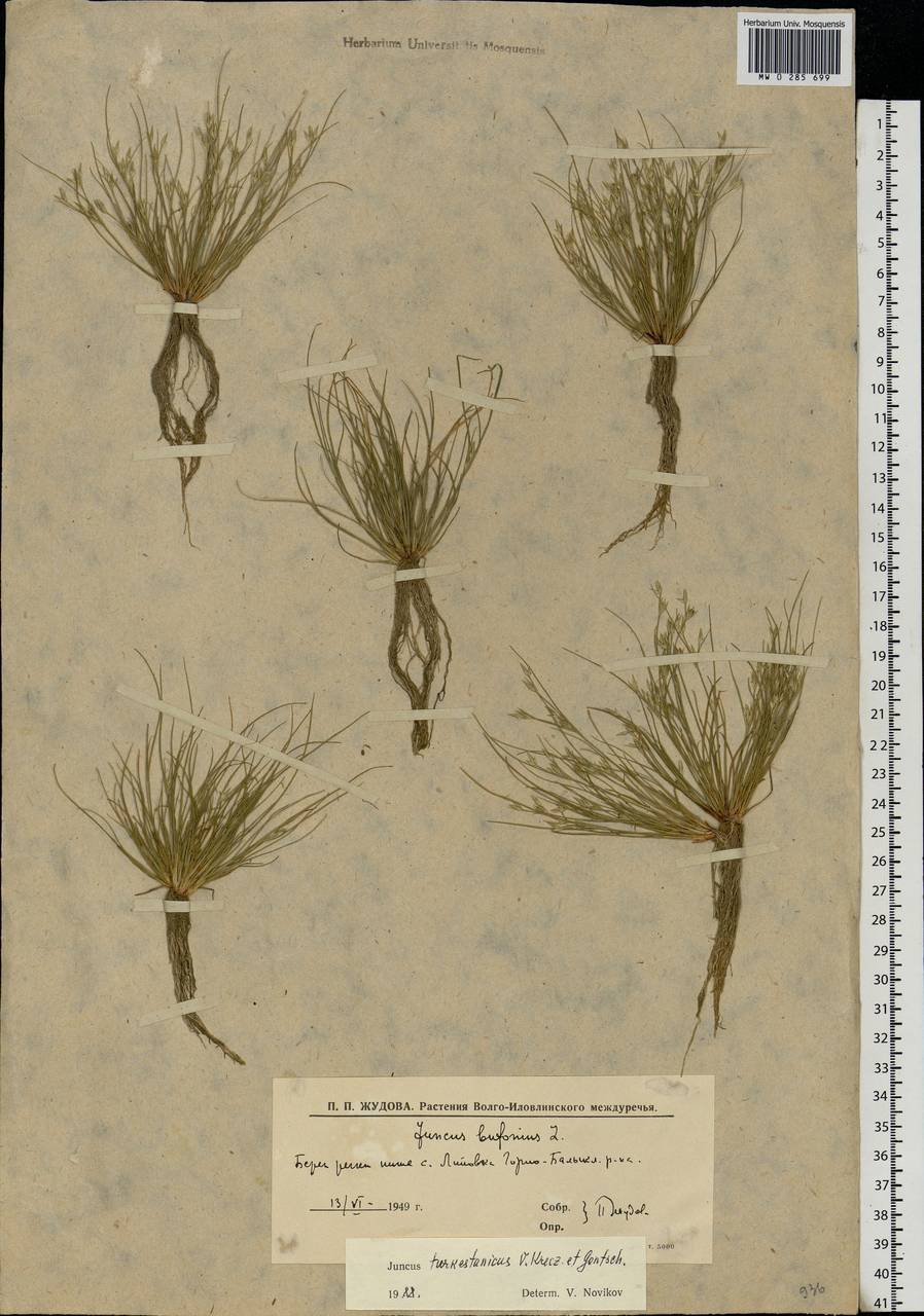 Juncus turkestanicus Krecz. & Gontsch., Eastern Europe, Lower Volga region (E9) (Russia)